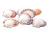 pink and purple deep scallop seashells